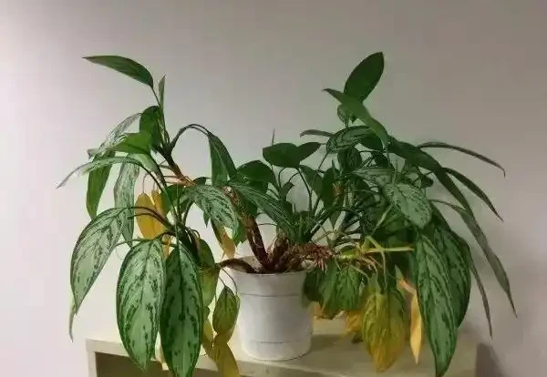家裡的植物變黃,有6種不同情況,這樣處理能及時恢復