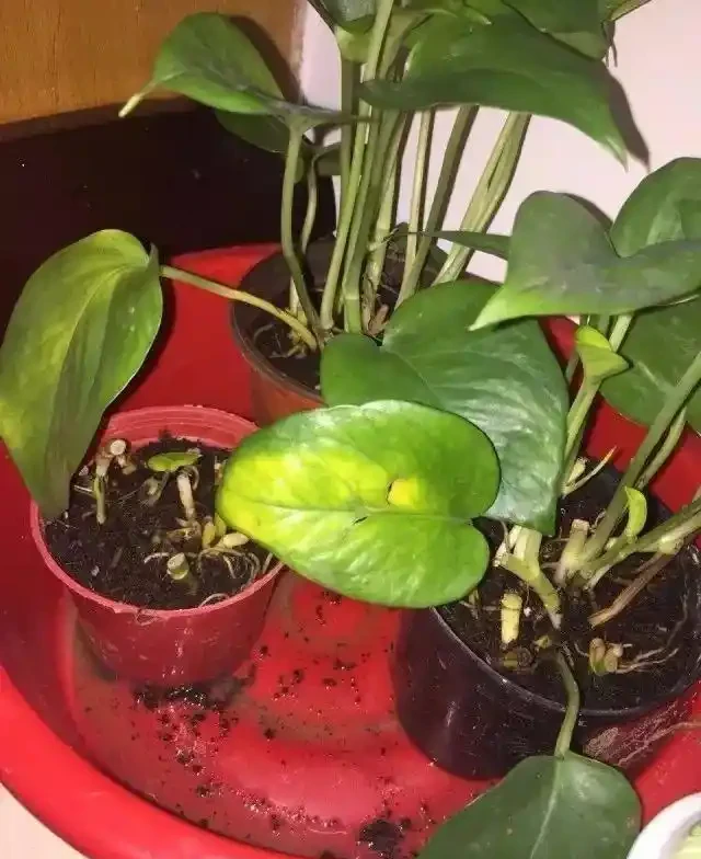 家裡的植物變黃,有6種不同情況,這樣處理能及時恢復