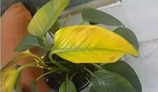 家裡的植物變黃,有6種不同情況,這樣處理能及時恢復