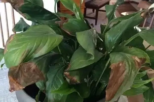 家裡的植物變黃，有6種不同情況，這樣處理能及時恢復
