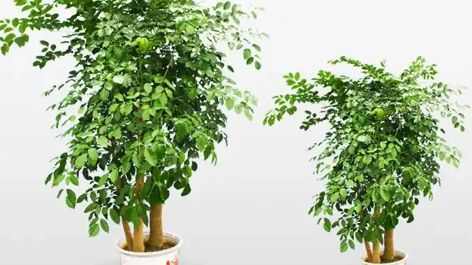 幸福樹掉葉子發黑是什麼原因?怎麼辦?