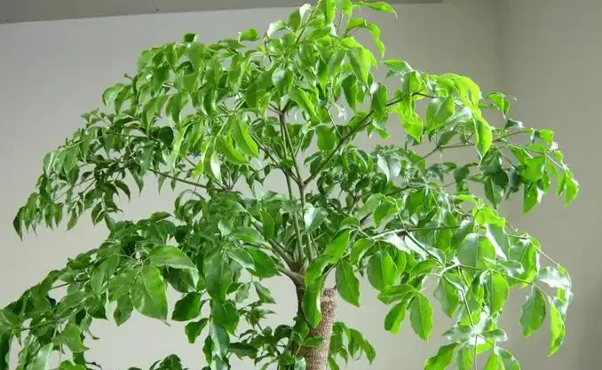 幸福樹掉葉子發黑是什麼原因?怎麼辦?