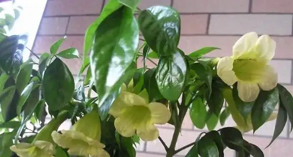 幸福樹掉葉子發黑是什麼原因?怎麼辦?