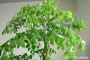 幸福樹掉葉子發黑是什麼原因？怎麼辦？