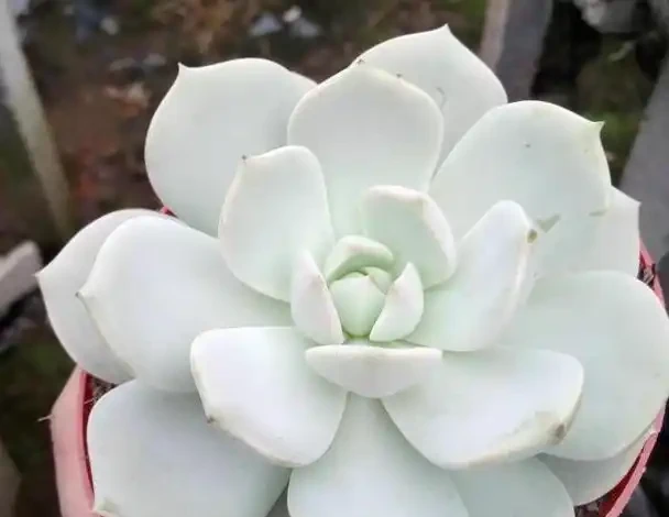 盆栽多肉植物應怎樣施肥？從3個方面下手，不愁根系不旺盛