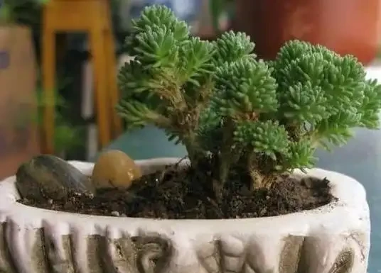 盆栽多肉植物應怎樣施肥？從3個方面下手，不愁根系不旺盛