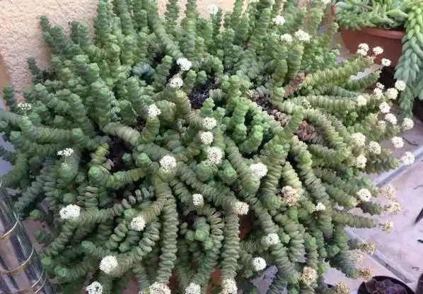 盆栽多肉植物應怎樣施肥？從3個方面下手，不愁根系不旺盛