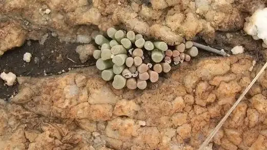 盆栽多肉植物應怎樣施肥？從3個方面下手，不愁根系不旺盛