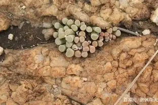盆栽多肉植物應怎樣施肥？從3個方面下手，不愁根系不旺盛