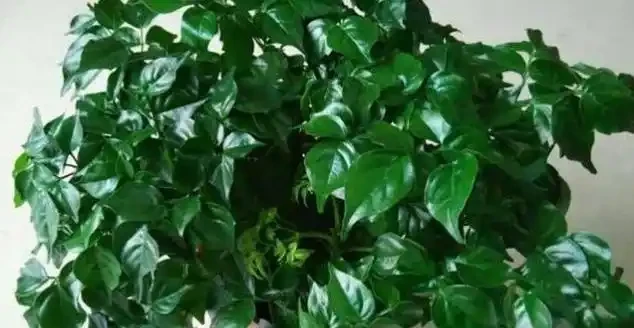 幸福樹黑葉落葉,快來看看救治「方法」,不然落成「光桿」就晚了