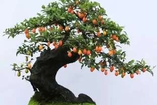 養金彈子的盆友注意，甭管你養了多少年，這3點要提前避免，先見