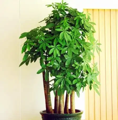 花盆太深,3樣東西墊一墊,疏水透氣,養花不腐根