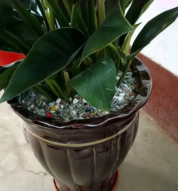 花盆太深,3樣東西墊一墊,疏水透氣,養花不腐根