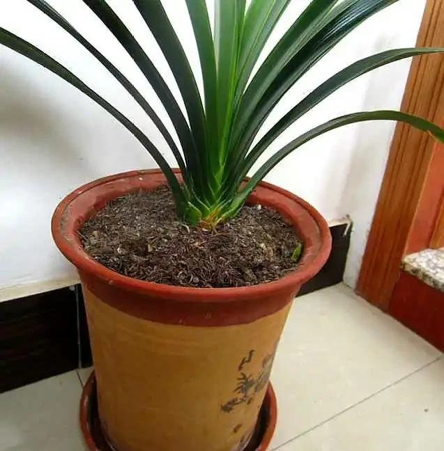 花盆太深,3樣東西墊一墊,疏水透氣,養花不腐根