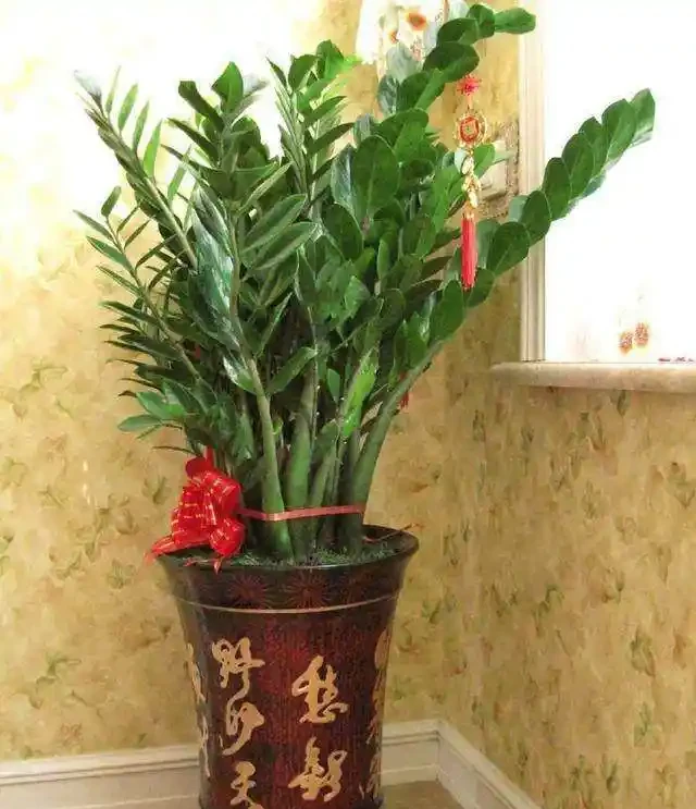 花盆太深,3樣東西墊一墊,疏水透氣,養花不腐根