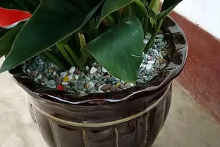 花盆太深，3樣東西墊一墊，疏水透氣，養花不腐根