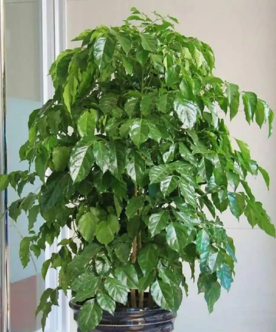 幸福樹冬天愛落葉,養殖注意這幾點,葉青翠,根系壯,安全越冬
