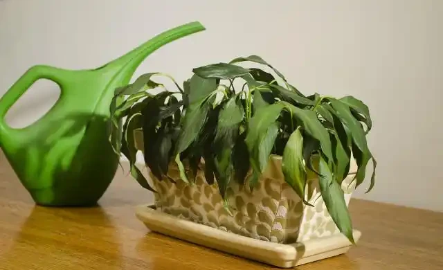 發現植物的枝葉萎蔫低垂,不要急著丟掉,嘗試這幾種技巧拯救
