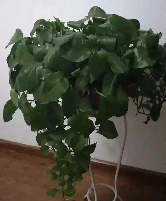 發現植物的枝葉萎蔫低垂,不要急著丟掉,嘗試這幾種技巧拯救