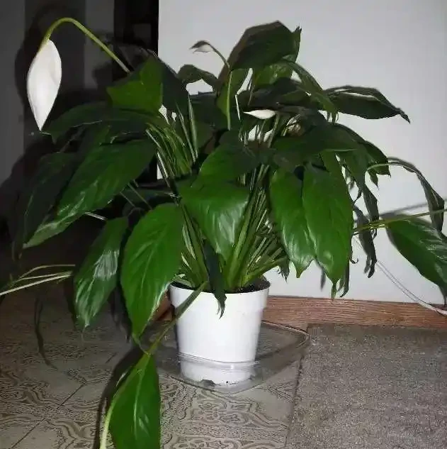 發現植物的枝葉萎蔫低垂,不要急著丟掉,嘗試這幾種技巧拯救