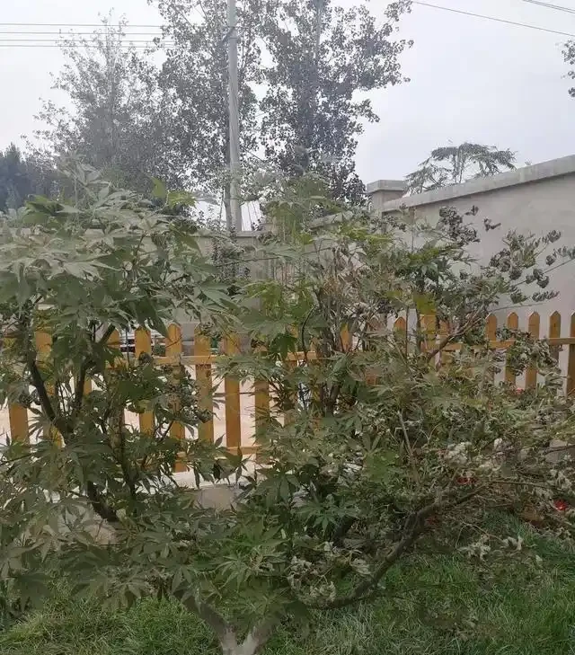 運輸過程中風吹引起的葉部乾枯
