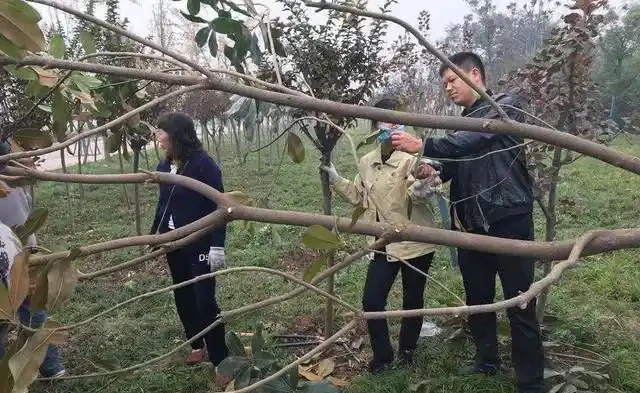 苗木移植後，葉片乾枯、變黃、脫落的可能原因及相應的解決方法