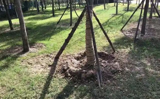 苗木移植後，葉片乾枯、變黃、脫落的可能原因及相應的解決方法