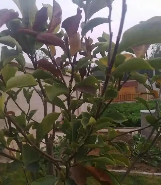 苗木移植後，葉片乾枯、變黃、脫落的可能原因及相應的解決方法