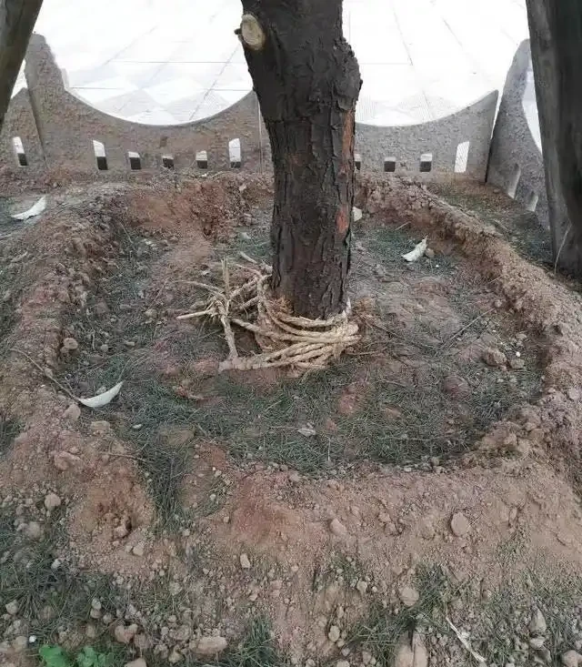 苗木移植後，葉片乾枯、變黃、脫落的可能原因及相應的解決方法