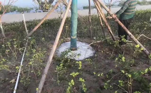 苗木移植後，葉片乾枯、變黃、脫落的可能原因及相應的解決方法