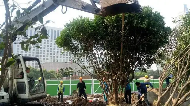 苗木移植後，葉片乾枯、變黃、脫落的可能原因及相應的解決方法