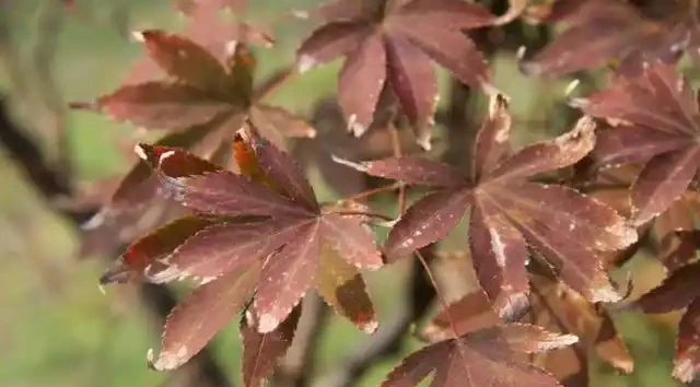苗木移植後，葉片乾枯、變黃、脫落的可能原因及相應的解決方法