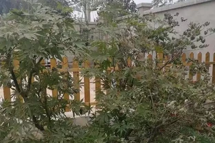苗木移植後，葉片乾枯、變黃、脫落的可能原因及相應的解決方法