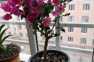 養花應該怎樣正確使用發泡煉石？發泡煉石的3個使用方法要知道
