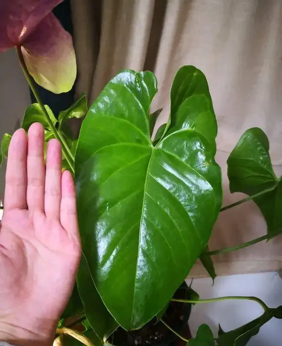 紅鵝掌養護好,綠葉出現「焦邊」,開花數量少,老花農教你解決
