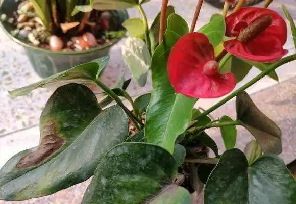 紅鵝掌養護好,綠葉出現「焦邊」,開花數量少,老花農教你解決