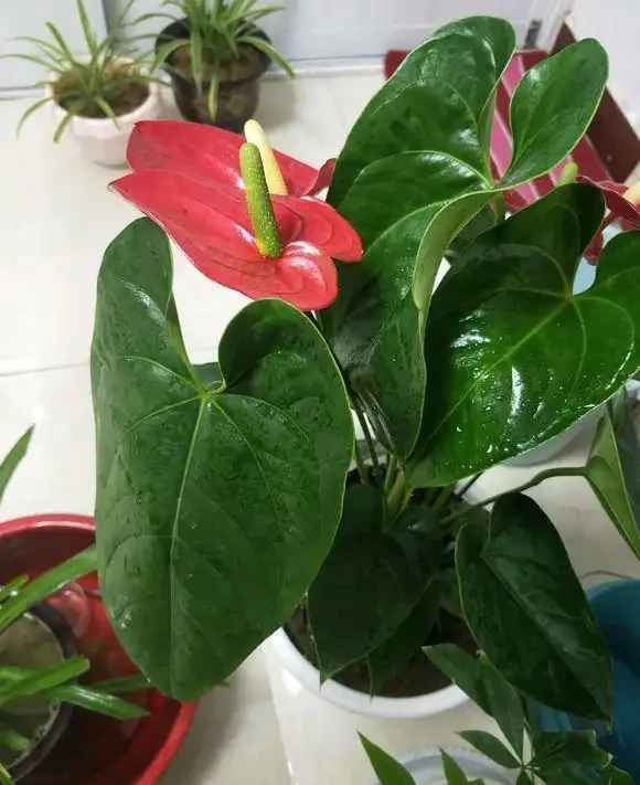 紅鵝掌養護好,綠葉出現「焦邊」,開花數量少,老花農教你解決