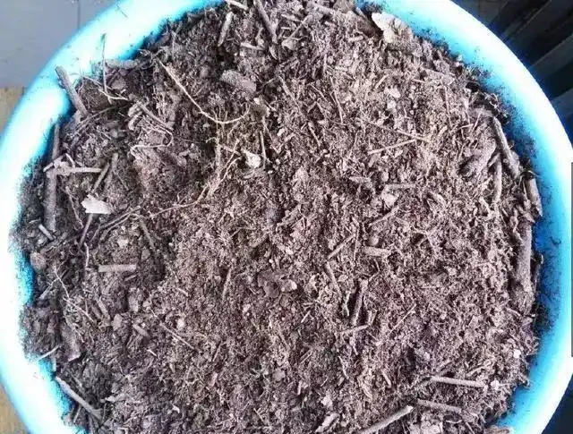 紅鵝掌養護好,綠葉出現「焦邊」,開花數量少,老花農教你解決