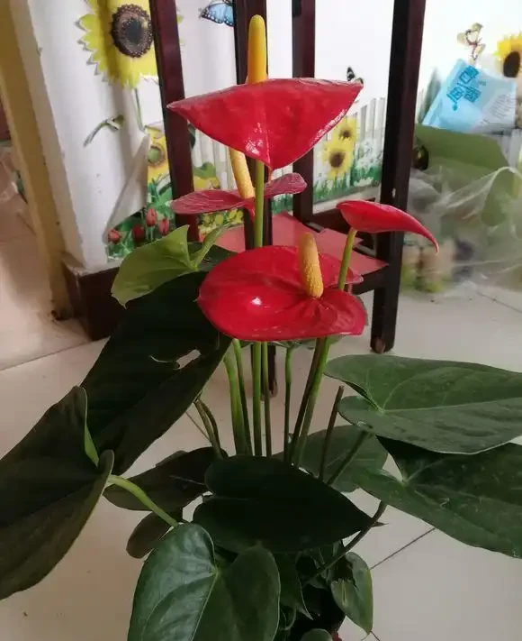 紅鵝掌養護好,綠葉出現「焦邊」,開花數量少,老花農教你解決