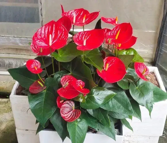 紅鵝掌養護好,綠葉出現「焦邊」,開花數量少,老花農教你解決