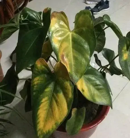 紅鵝掌養護好,綠葉出現「焦邊」,開花數量少,老花農教你解決