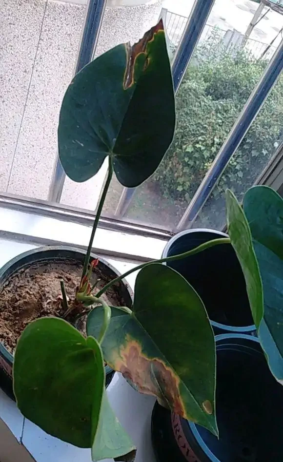 紅鵝掌養護好,綠葉出現「焦邊」,開花數量少,老花農教你解決