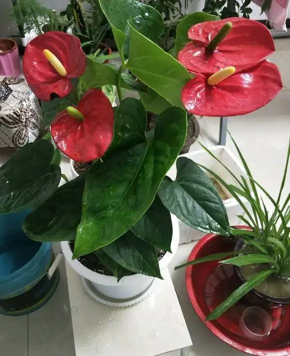 紅鵝掌養護好,綠葉出現「焦邊」,開花數量少,老花農教你解決