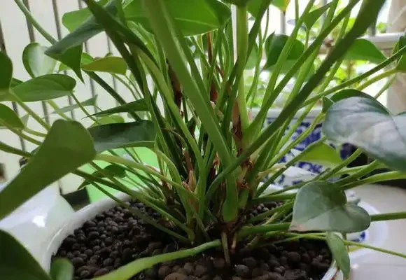紅鵝掌養護好,綠葉出現「焦邊」,開花數量少,老花農教你解決