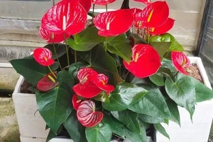 紅鵝掌養護好，綠葉出現「焦邊」，開花數量少，老花農教你解決