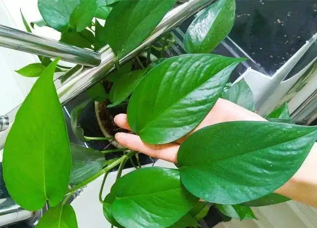 養花想讓葉子綠？學會4個「偏方」，葉子油綠、新芽擠滿盆