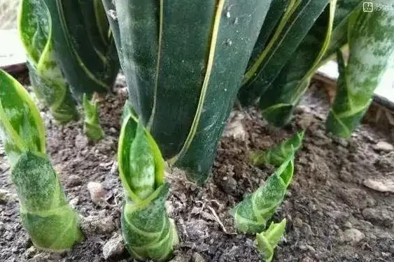 養花想讓葉子綠？學會4個「偏方」，葉子油綠、新芽擠滿盆