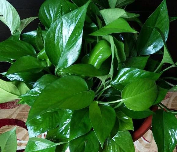 養花想讓葉子綠？學會4個「偏方」，葉子油綠、新芽擠滿盆