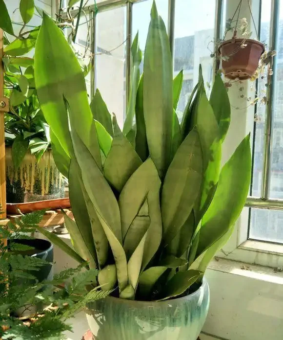 養花想讓葉子綠？學會4個「偏方」，葉子油綠、新芽擠滿盆