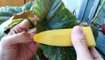 養花想讓葉子綠？學會4個「偏方」，葉子油綠、新芽擠滿盆